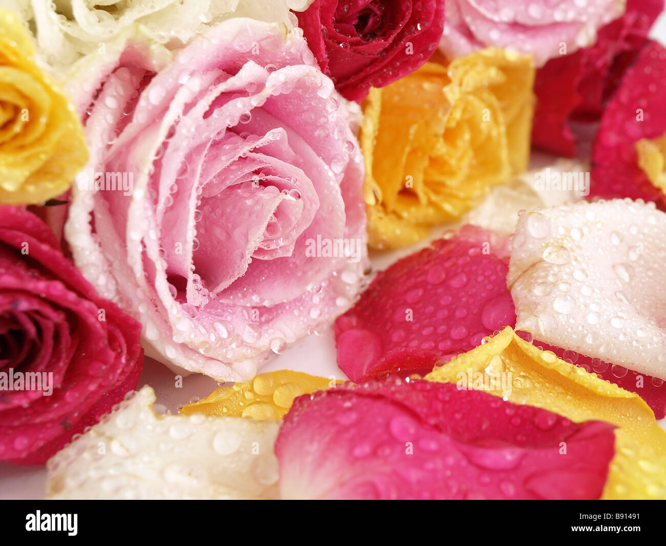 A beautiful bouquet of open roses and petals with water drops laying on