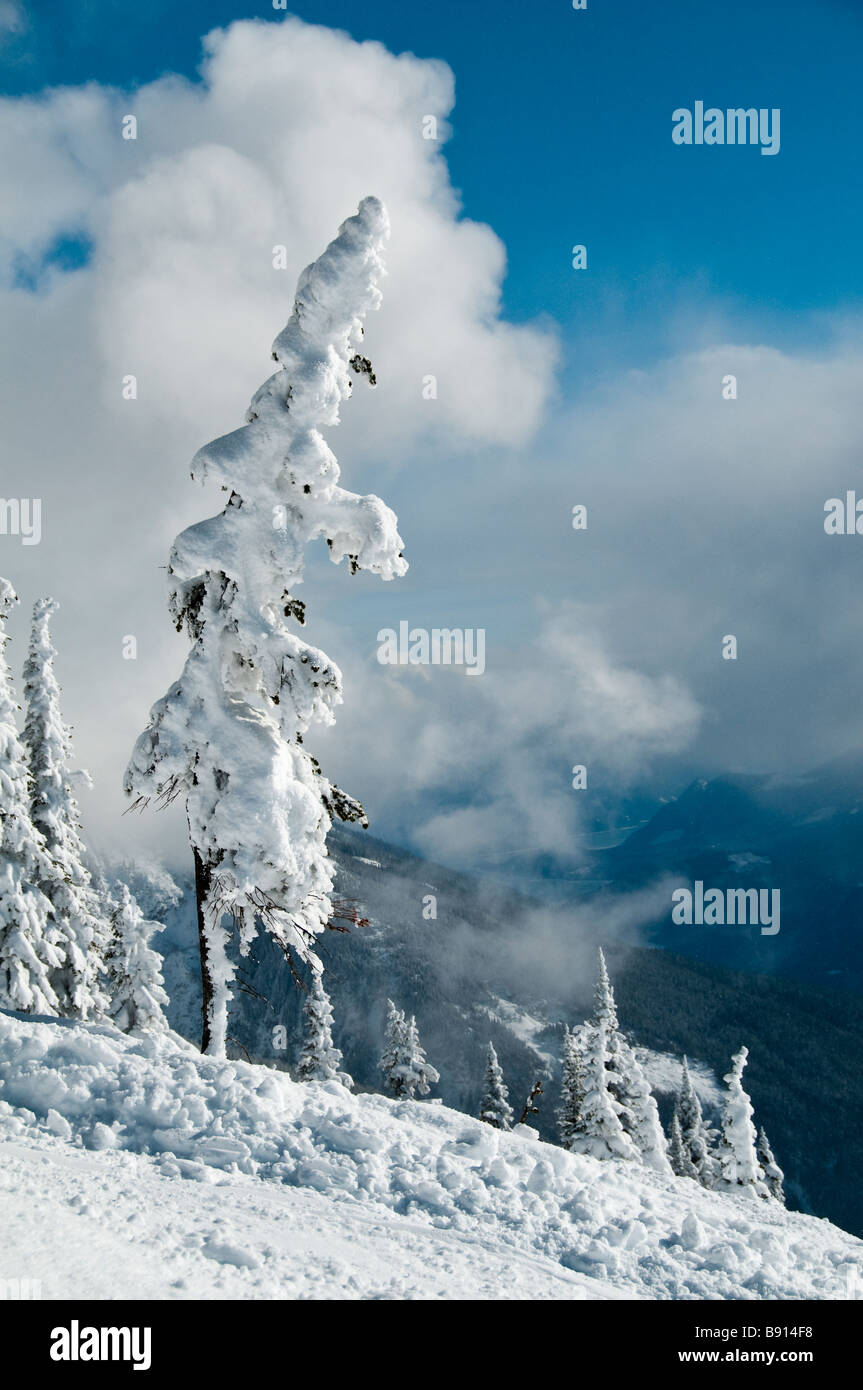 Snow-plastered ghost trees near top of the Stoke Chairlift, Revelstoke Mountain Resort, Revelstoke, British Columbia, Canada. Stock Photo