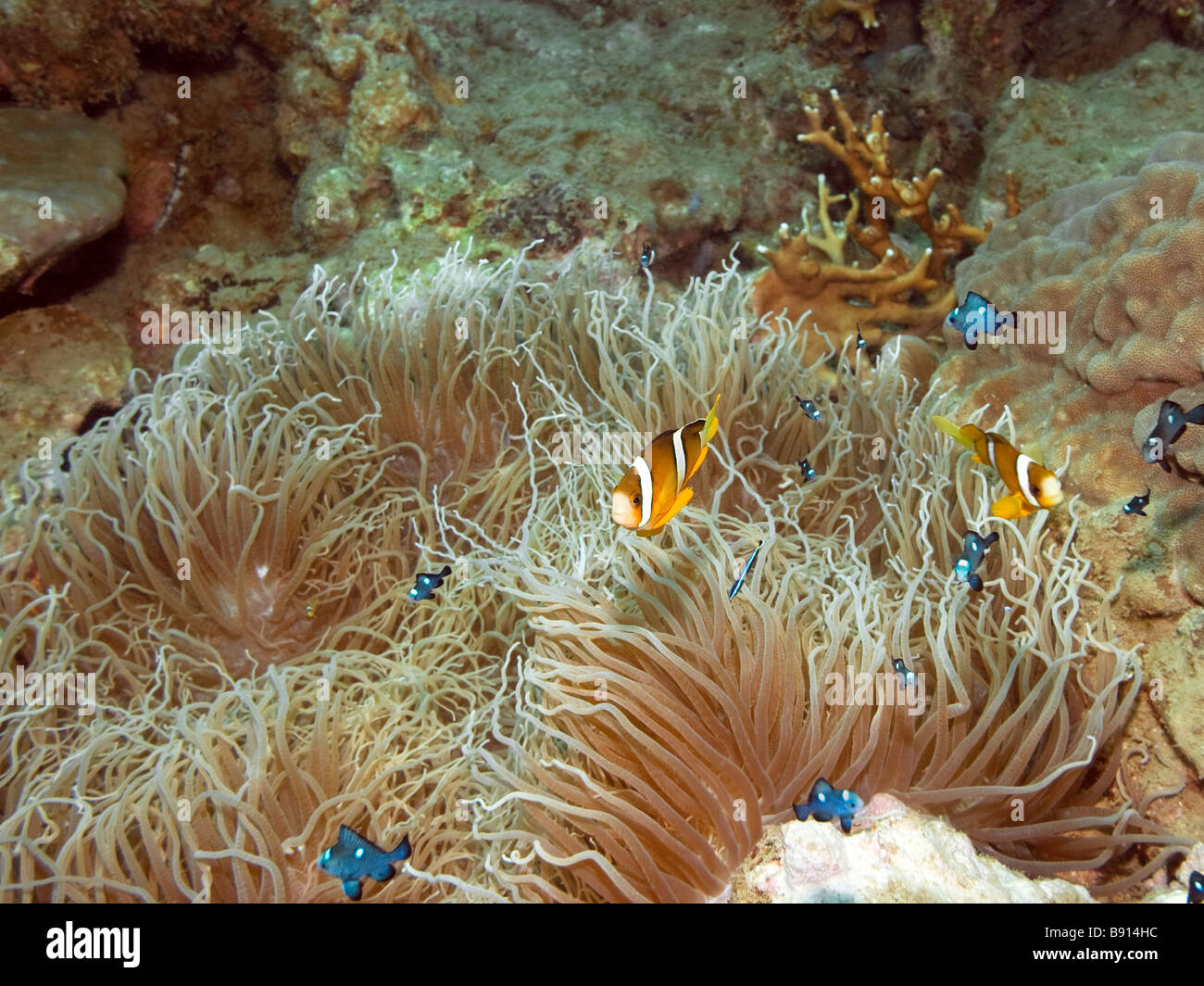 Orange finned clownfish and Anemone Indo pasific ocean Stock Photo