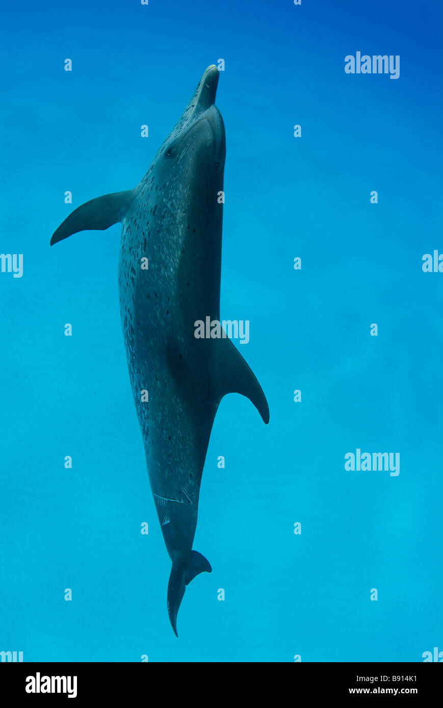 Spotted Dolphin Stenella spp Atlantic Ocean Bahamas Stock Photo