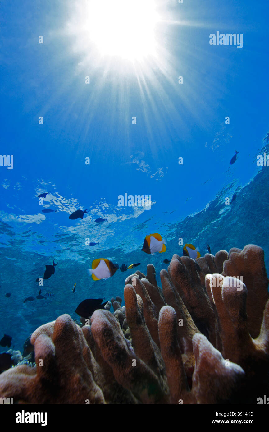 Pyramid Butterflyfish swimming over coral with the sunburst reflecting through the water behind them on a coral reef Stock Photo