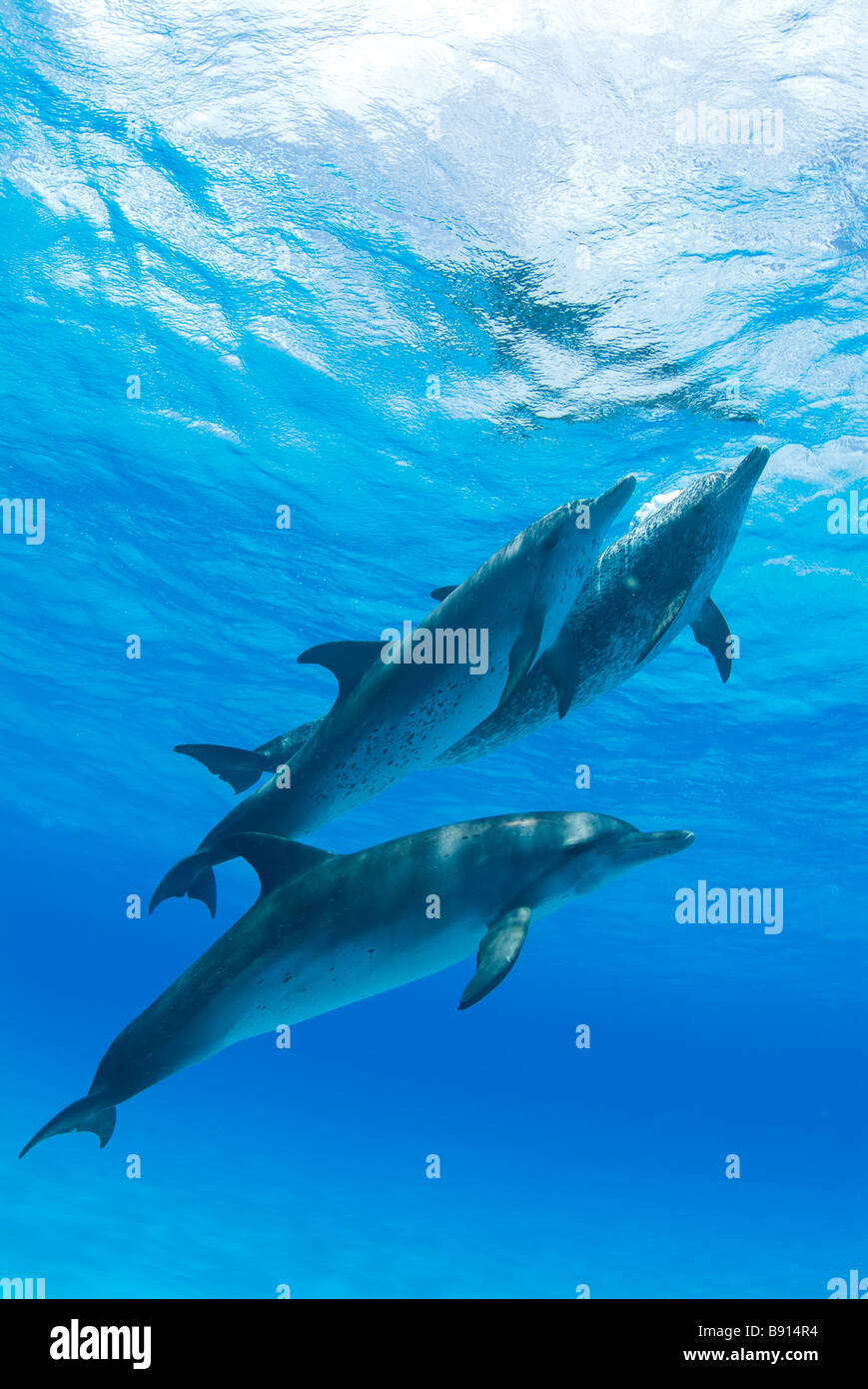 Spotted Dolphins Stenella spp Atlantic Ocean Bahamas Stock Photo