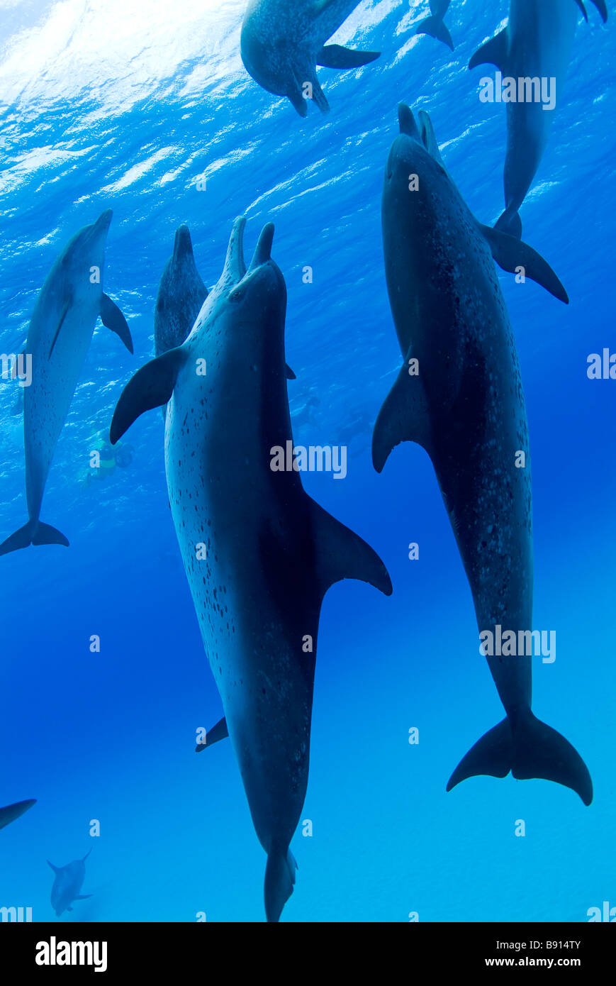 Spotted Dolphins Stenella spp Atlantic Ocean Bahamas Stock Photo