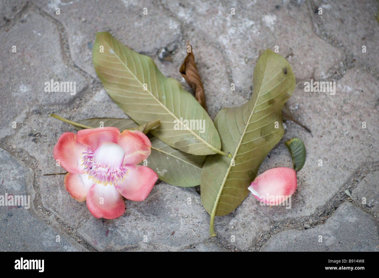 Exotic flower display hi-res stock photography and images - Alamy