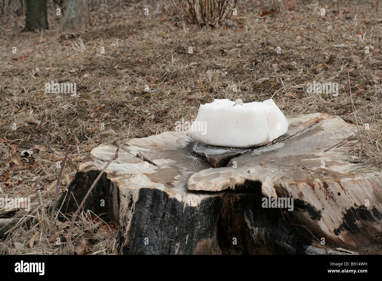 Salt lick to induce deer to approach housing area Stock Photo Alamy