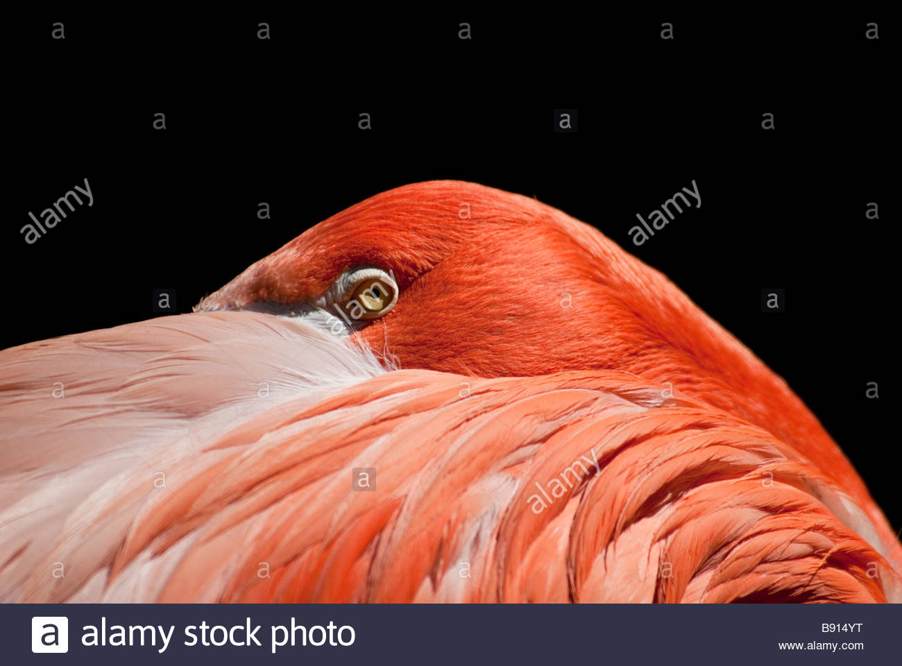 Close up side view of Chilean Flamingo, Phoenicopterus chilensis, with eye and plumage Stock Photo