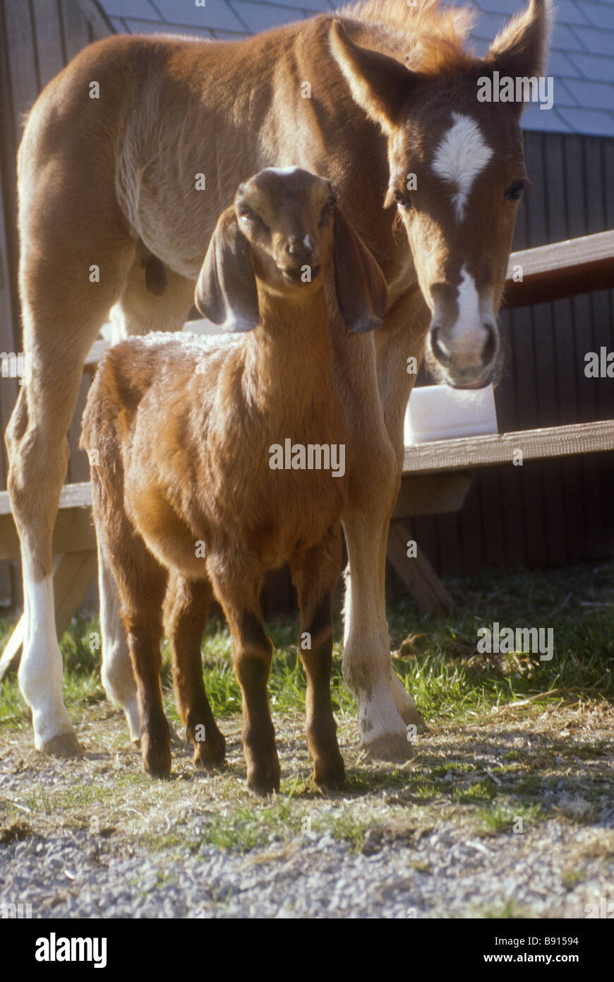 Barnyard Buddies Stock Photo