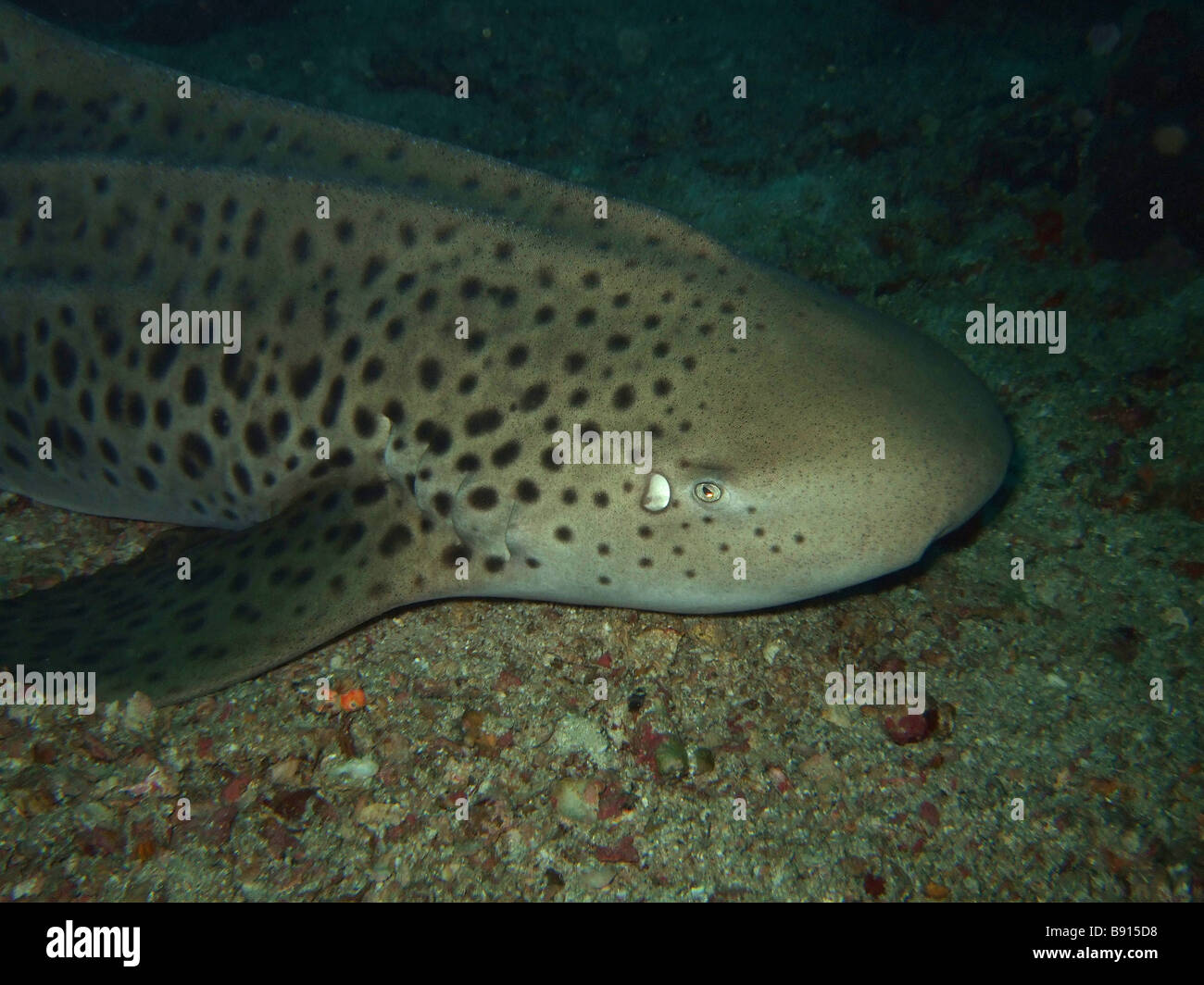 Macro Leopard shark in the ocean Similan Islands Stock Photo