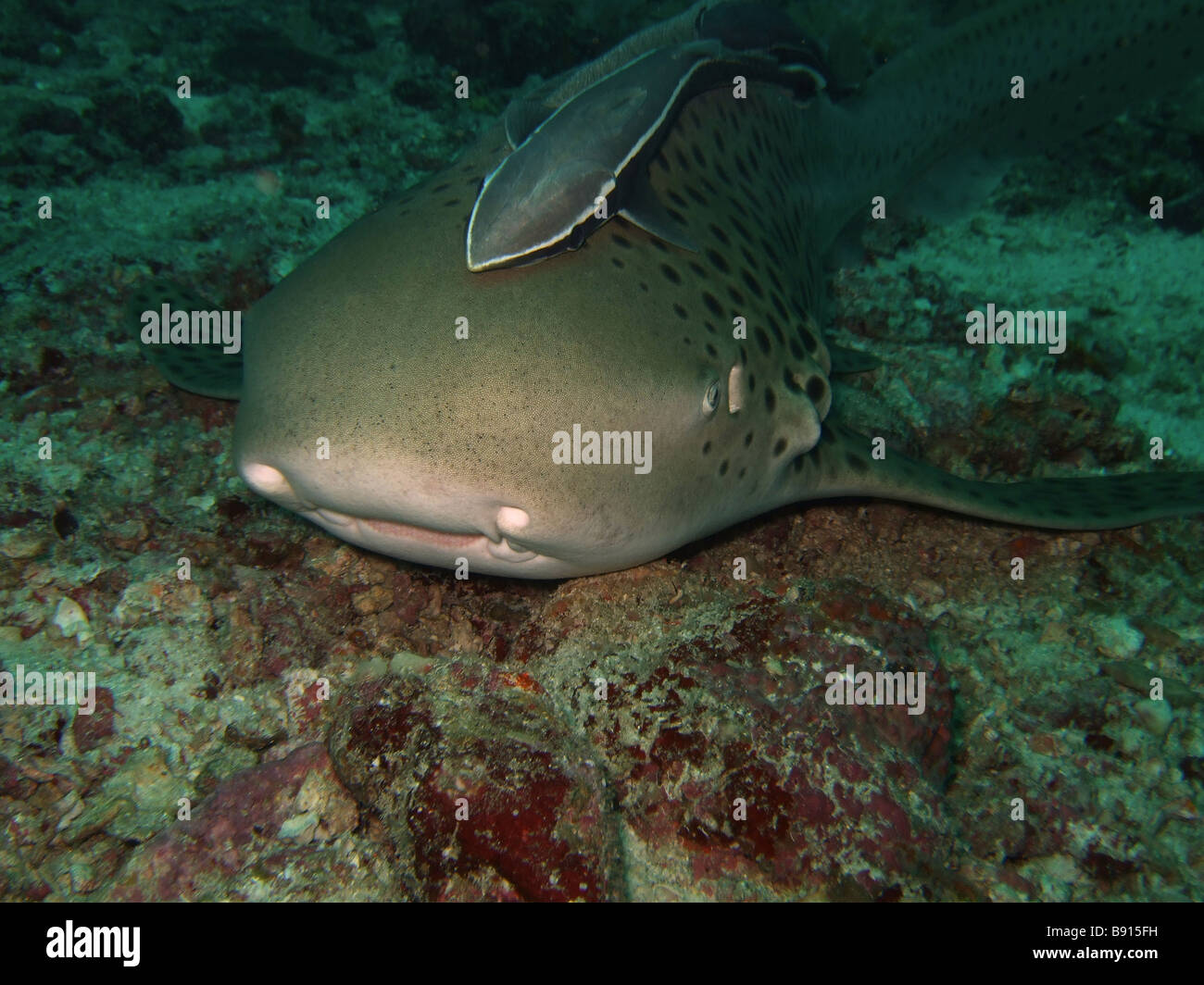 Close up Leopard shark with echeneis Similan Islands Stock Photo