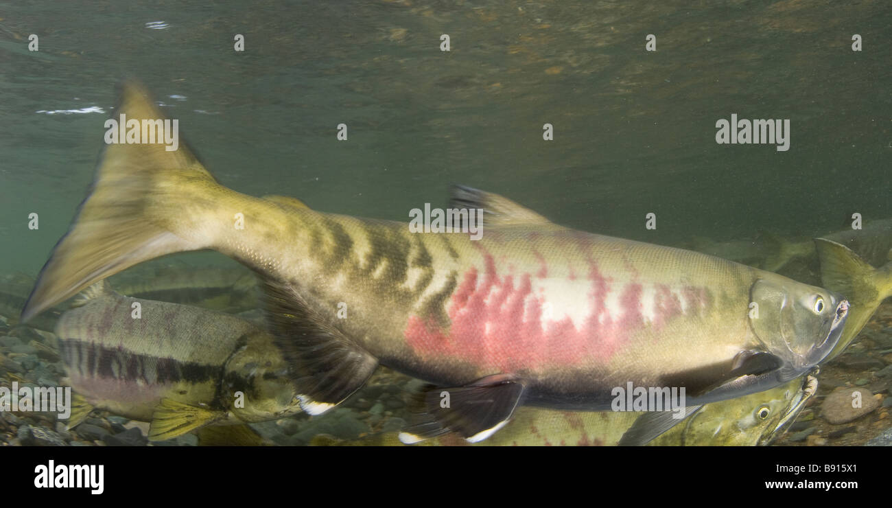 Chum Salmon Oncorhynchus keta Juneau Alaska Stock Photo