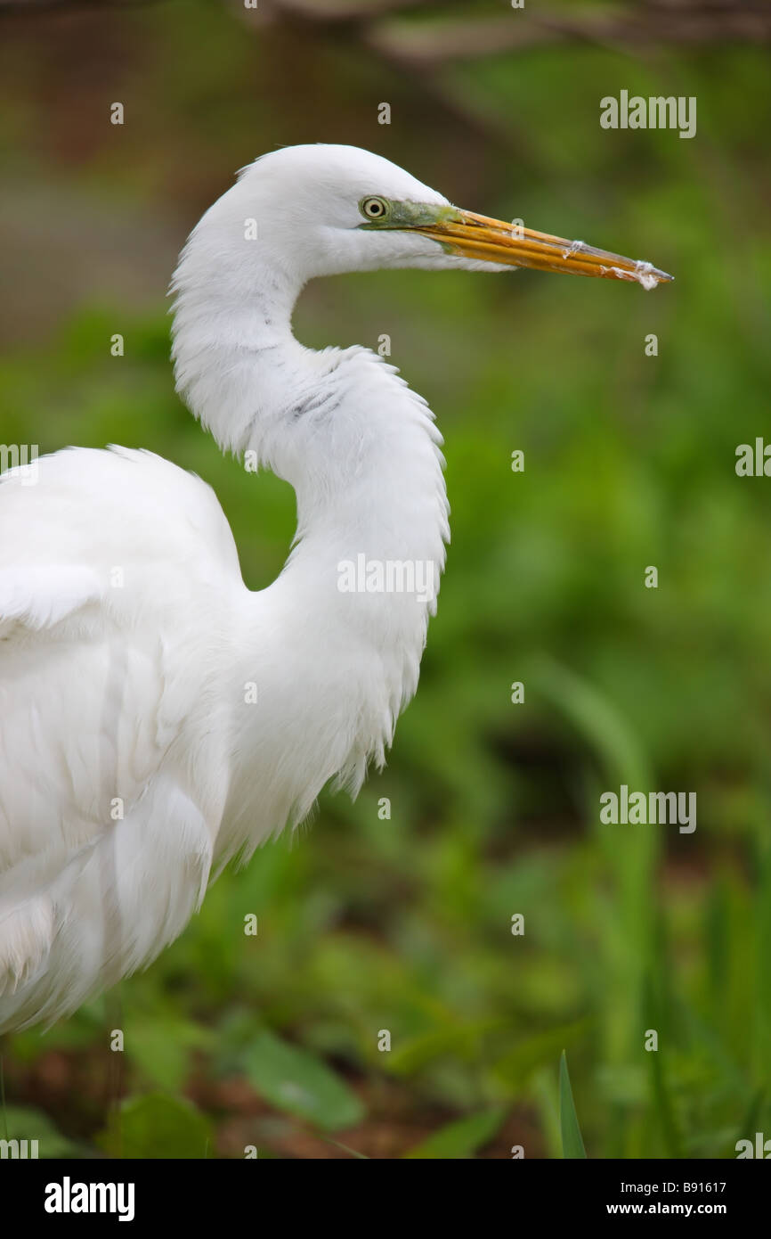 Great Egret Ardea alba modesta Eastern subspecies fluffed up after eating large fish Stock Photo