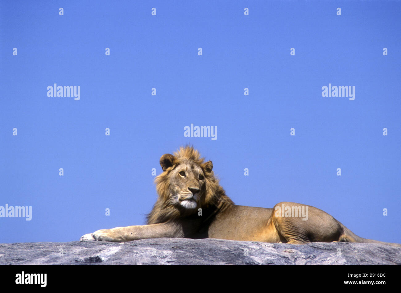 Young male lion with good mane resting on a kopje rock Serengeti National Park Tanzania East Africa Stock Photo