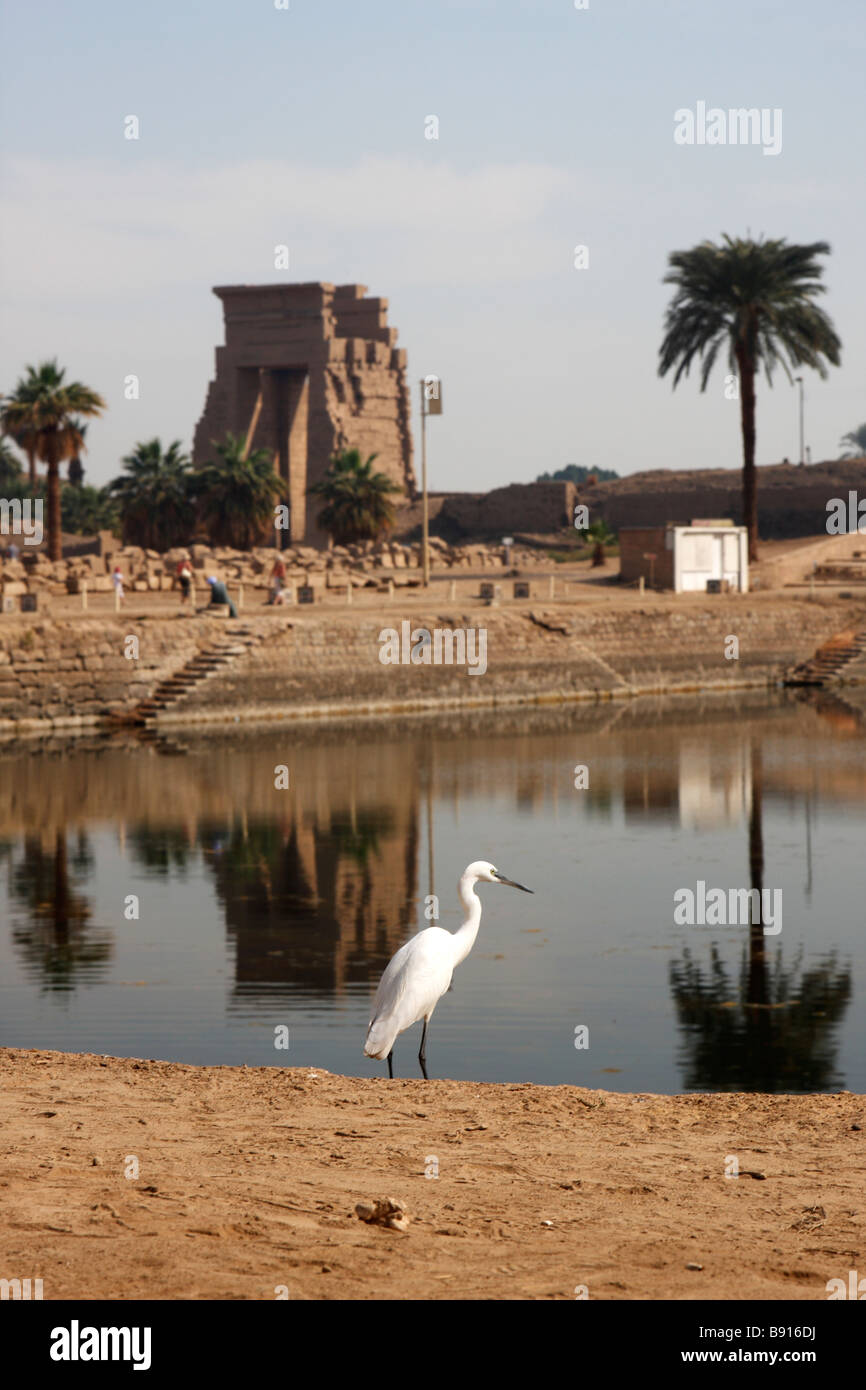 [Little Egret] standing by the Sacred Lake of Karnak Temple, Luxor, Egypt, [North Africa] Stock Photo