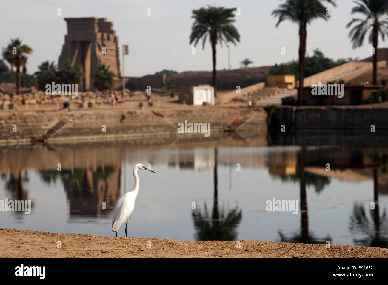 [Little Egret] standing by the Sacred Lake of Karnak Temple, Luxor, Egypt, [North Africa] Stock Photo