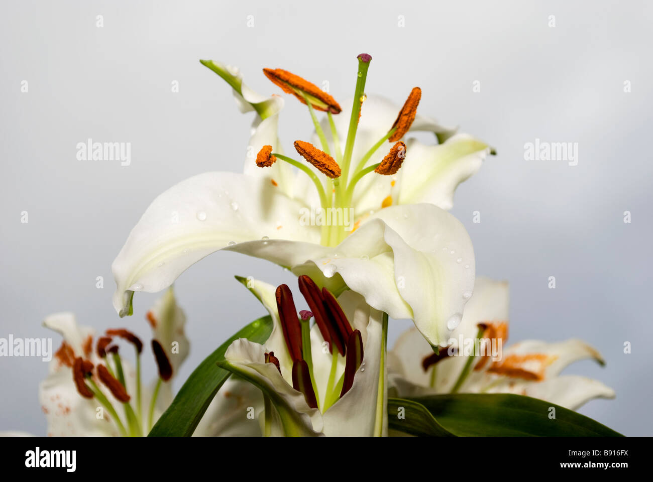 Elegant white Lily 5 Stock Photo - Alamy
