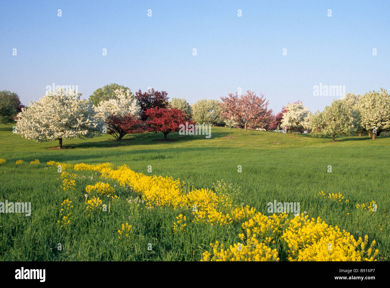 FLOWERING CRABAPPLE TREES DOT THE GROUNDS OF THE MINNESOTA LANDSCAPE