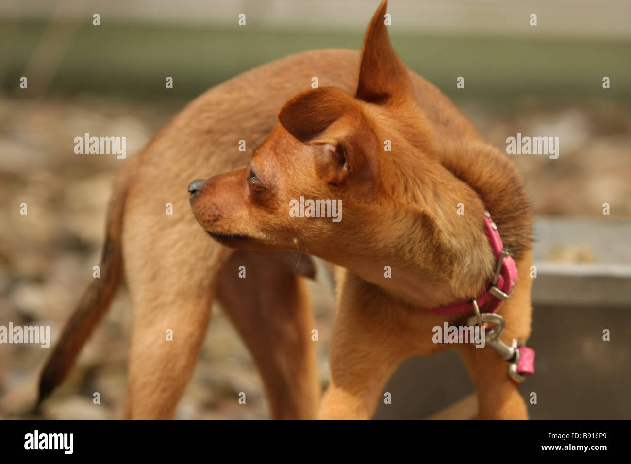 small dog looking behind Stock Photo Alamy
