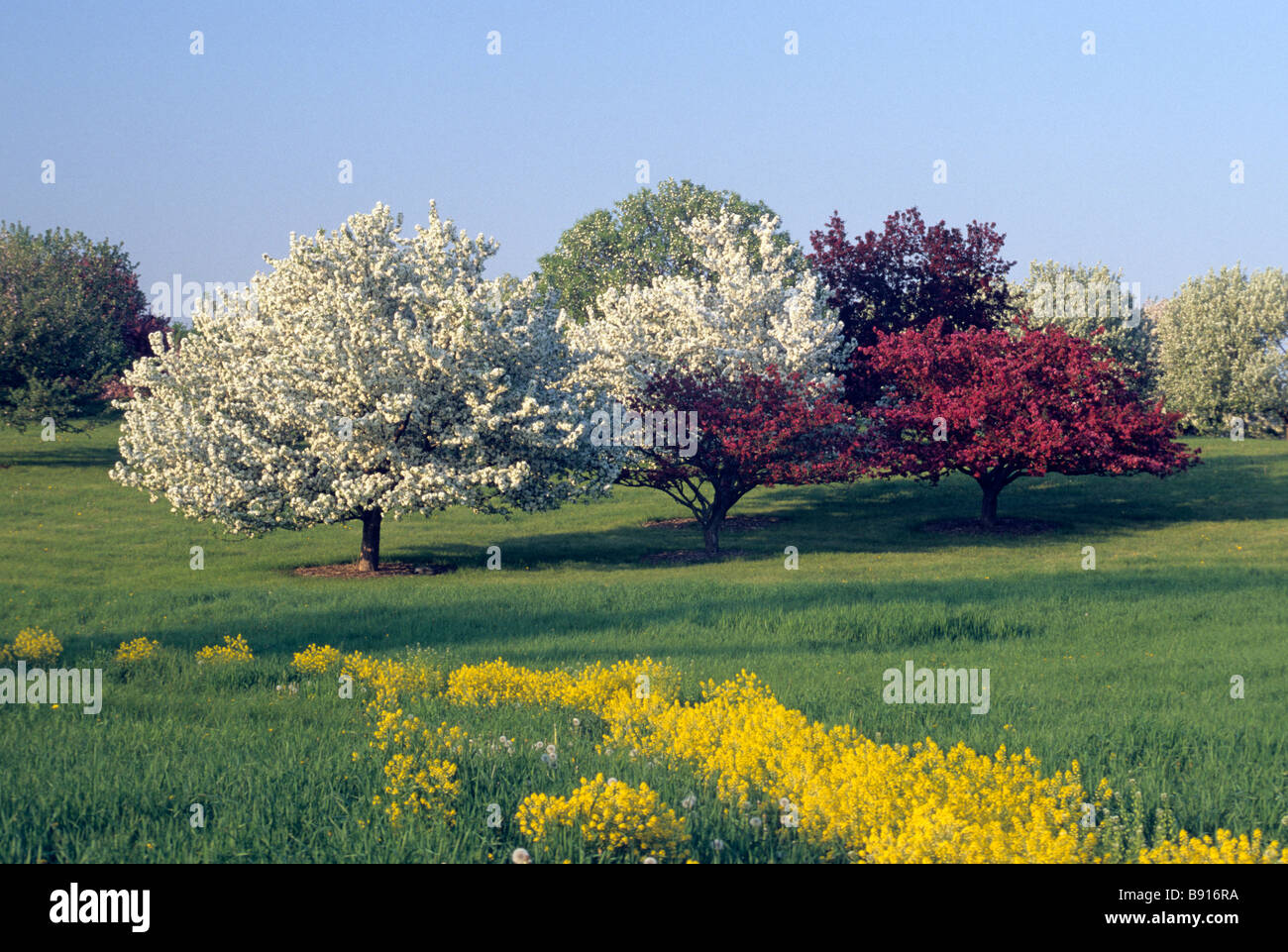 FLOWERING CRABAPPLE TREES IN MINNESOTA LANDSCAPE ARBORETUM, CHASKA, MINNESOTA.  SPRING. Stock Photo