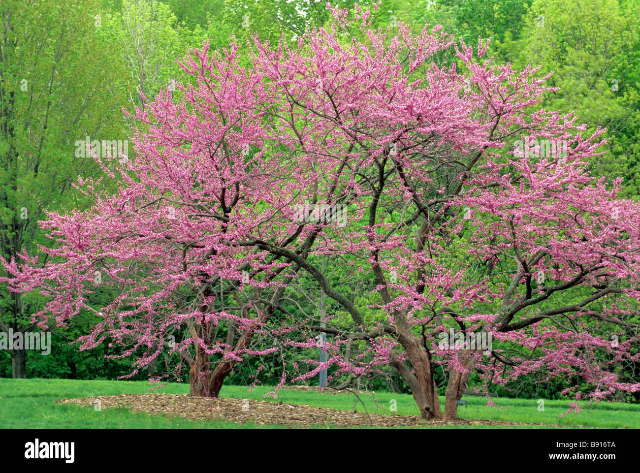 FLOWERING EASTERN REDBUD TREE IN THE MINNESOTA LANDSCAPE ARBORETUM