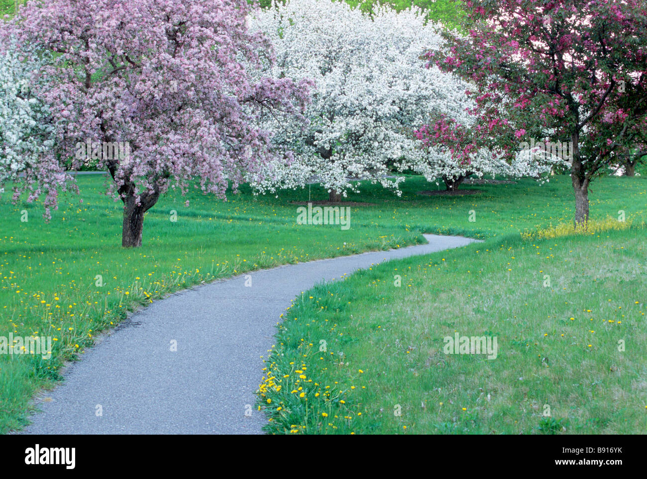 CURVING PATH THROUGH GLADE OF FLOWERING CRABAPPLE TREES IN THE MINNESOTA LANDSCAPE ARBORETUM, CHASKA, MINNESOTA.  MAY. Stock Photo
