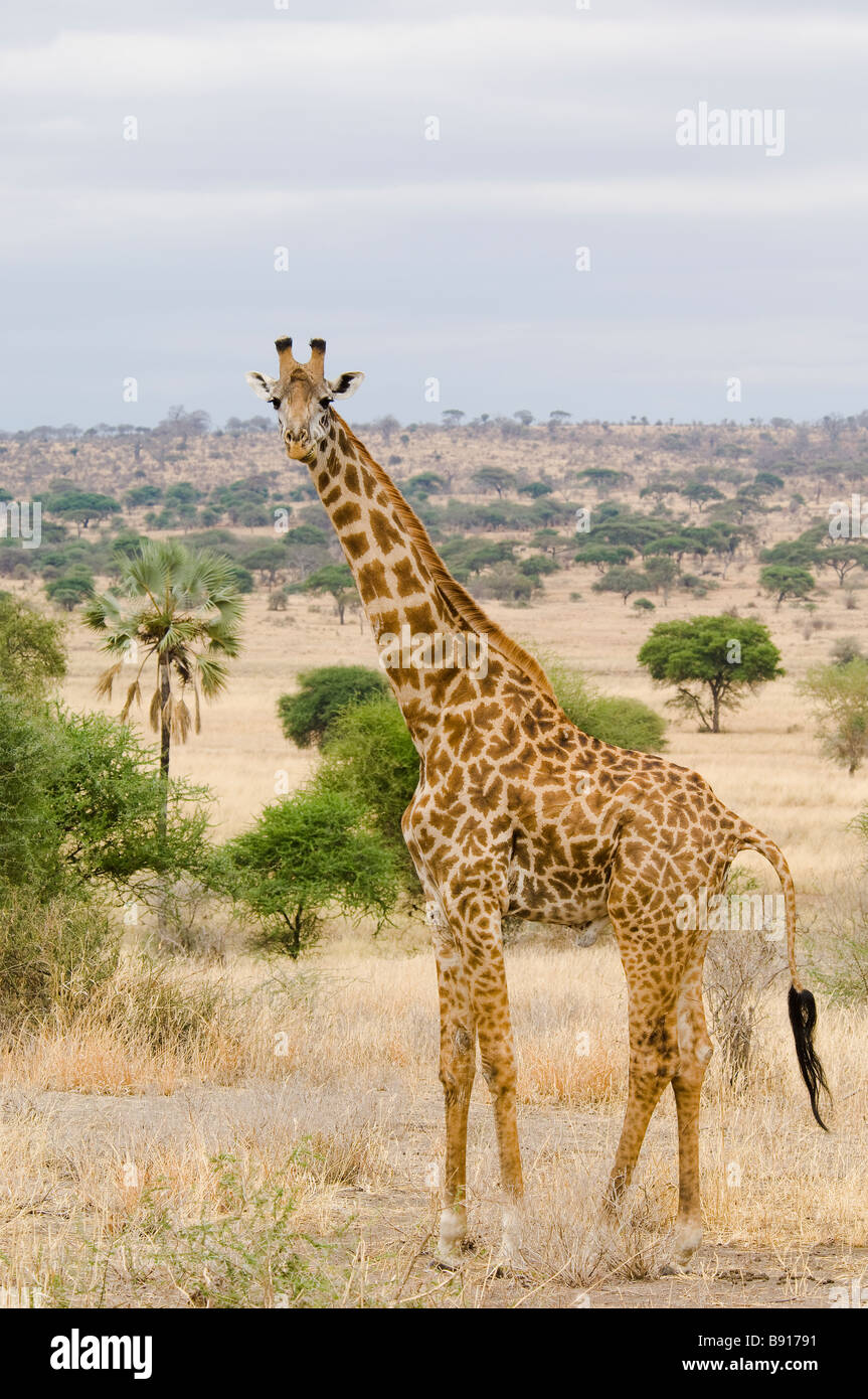 Masai Giraffe Giraffa camelopardalis tippelskirchi also known as the Kilimanjaro Giraffe Tarangire National Park Tanzania Africa Stock Photo