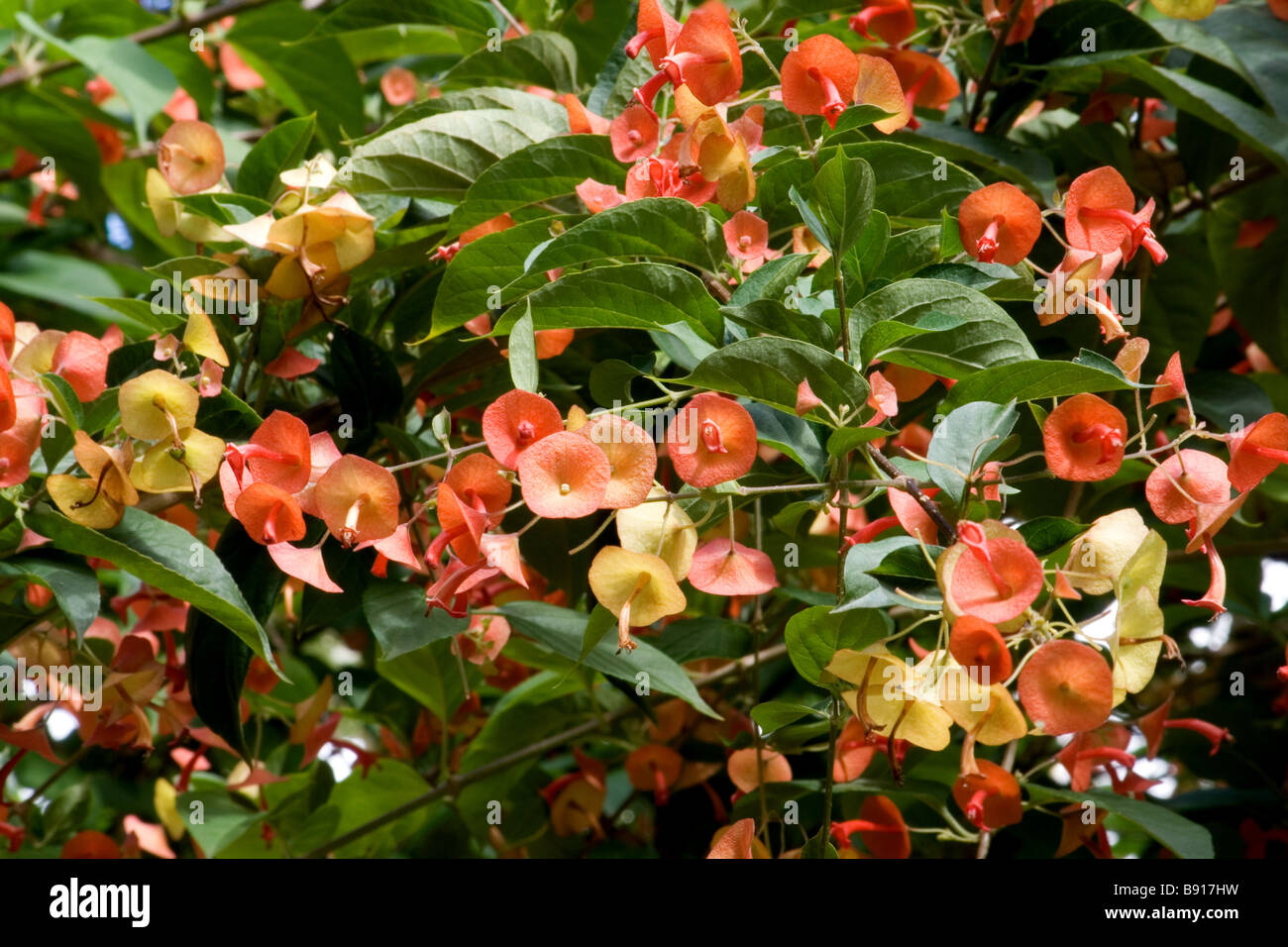 Chinese hat plant in boom Stock Photo