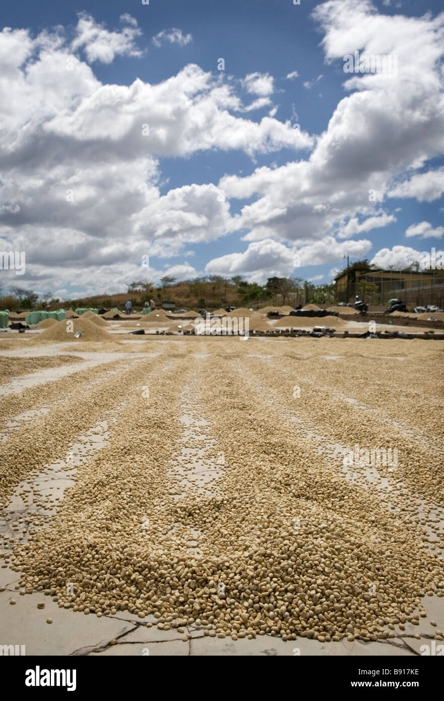 Unprocessed coffee beans drying in the sun at a dry processing plant in Nicaragua. Stock Photo