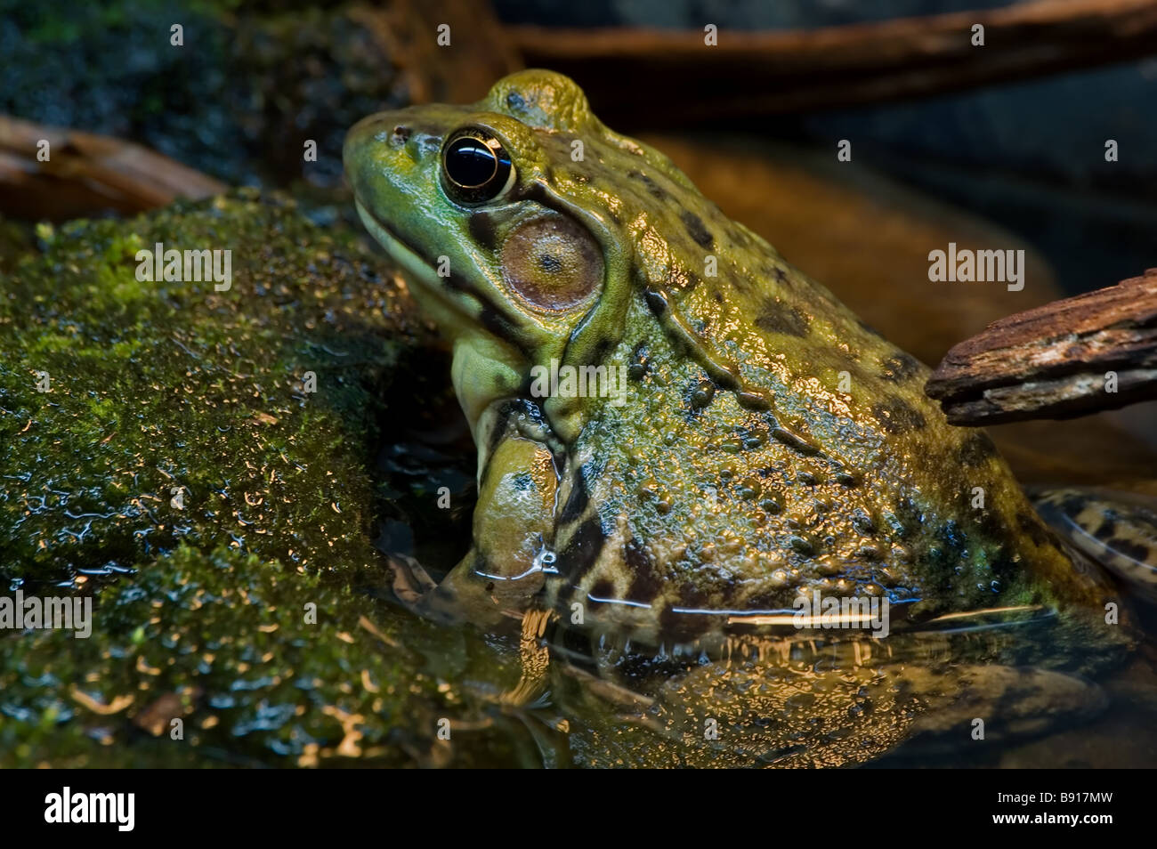 Green frog Stock Photo