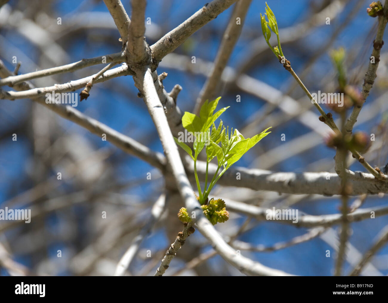 Springing in to new life hi-res stock photography and images - Alamy