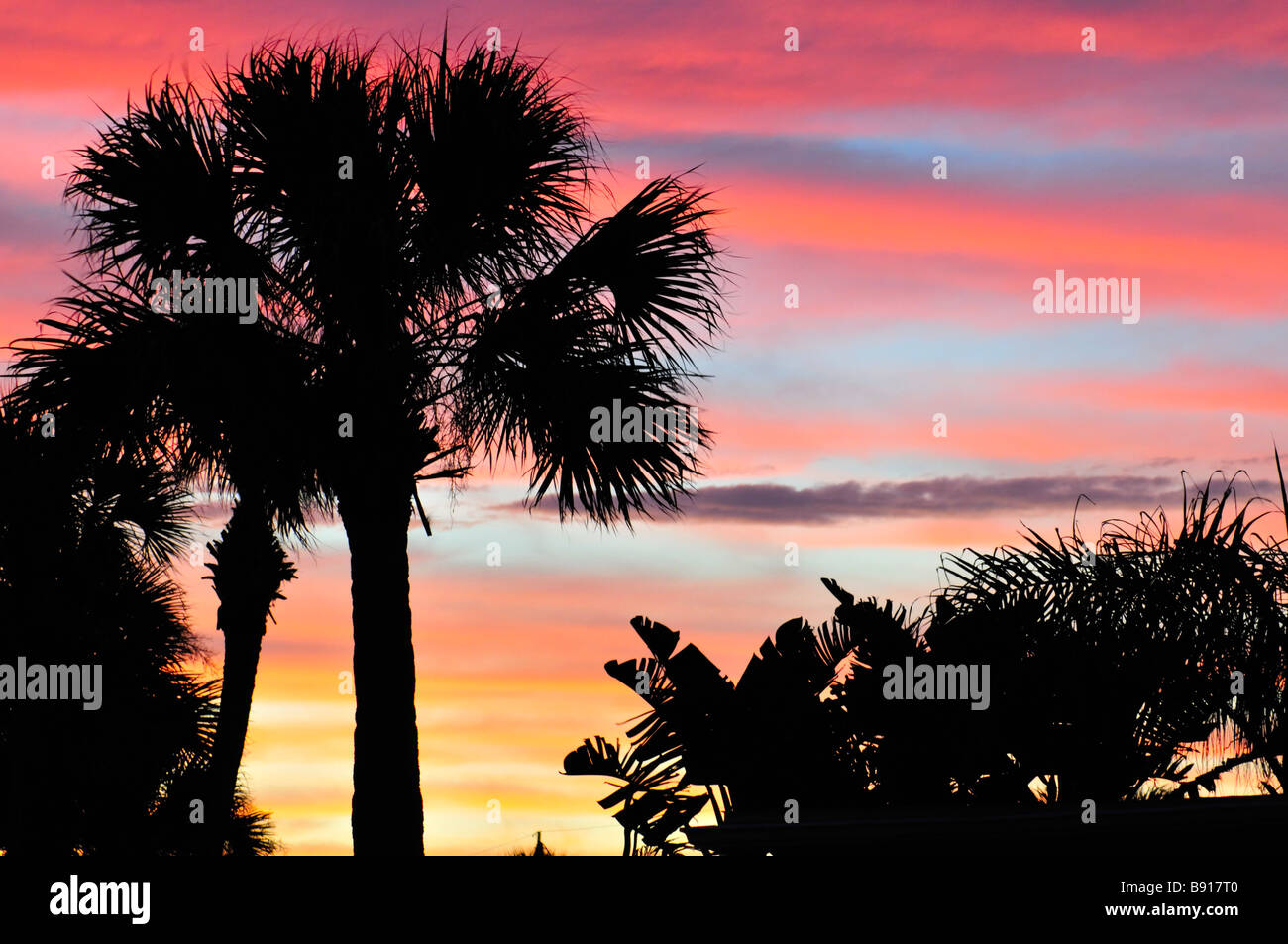 Sunset with multicolored striated afterglow sky and palms Stock Photo