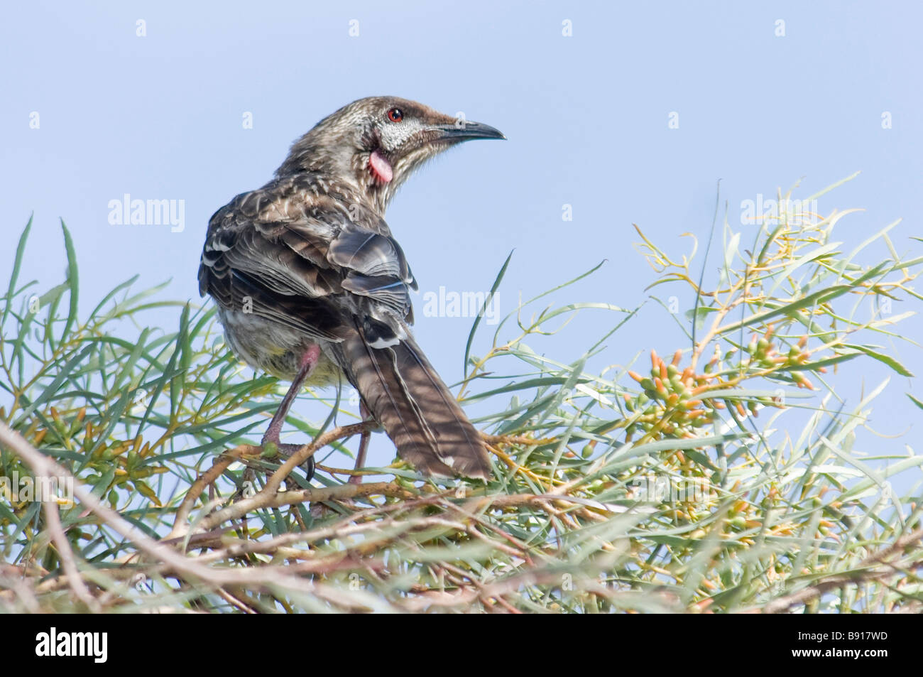 Red Wattlebird, 'Anthochaera carunculata' on native foliage Stock Photo