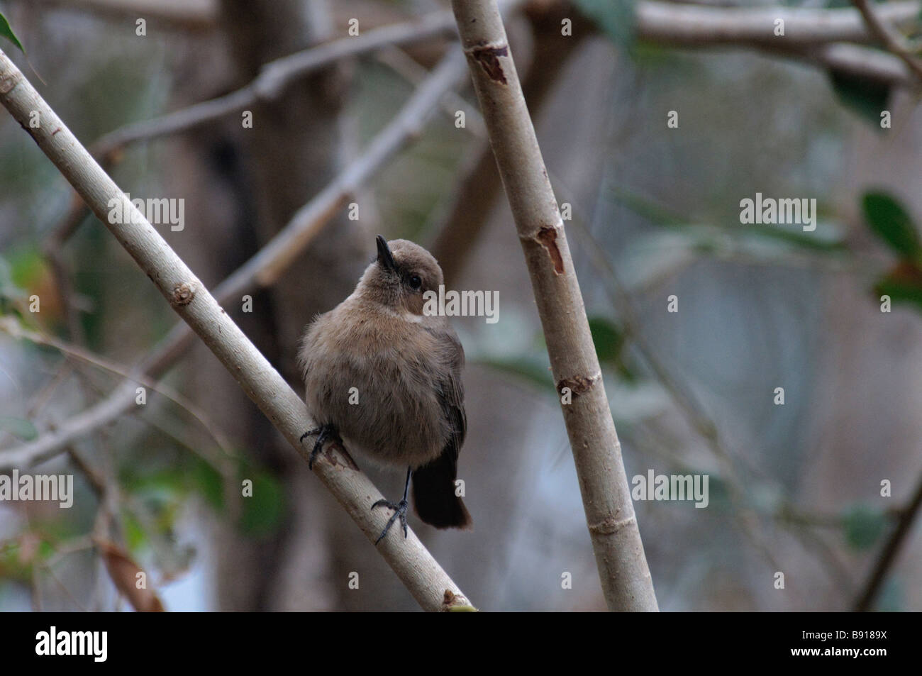 Brown Rock-chat Cercomela fusca perched on a branch in Ranthambore National Park Inida Stock Photo