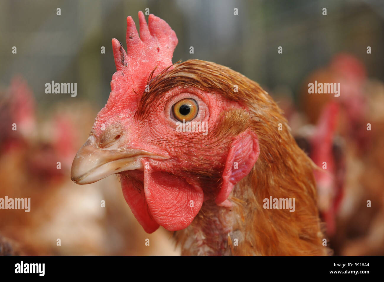 Close up of a chickens head with out of focus background Stock Photo