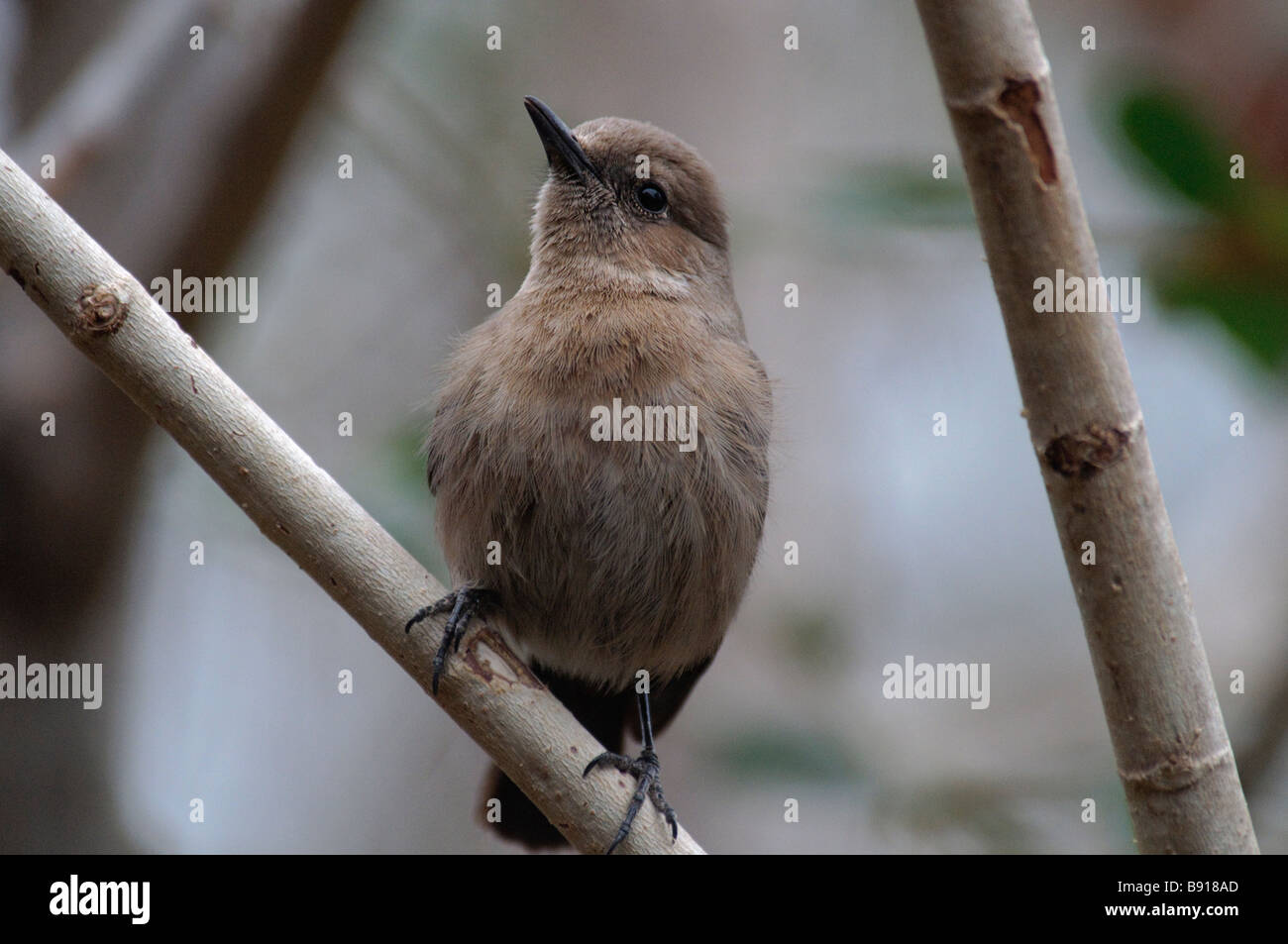 Brown Rock-chat Cercomela fusca perched on a branch in Ranthambore National Park Inida Stock Photo