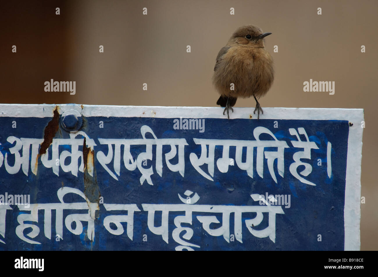 Brown Rock-chat Cercomela fusca sitting on the information sign Ranthambore National Park India Stock Photo