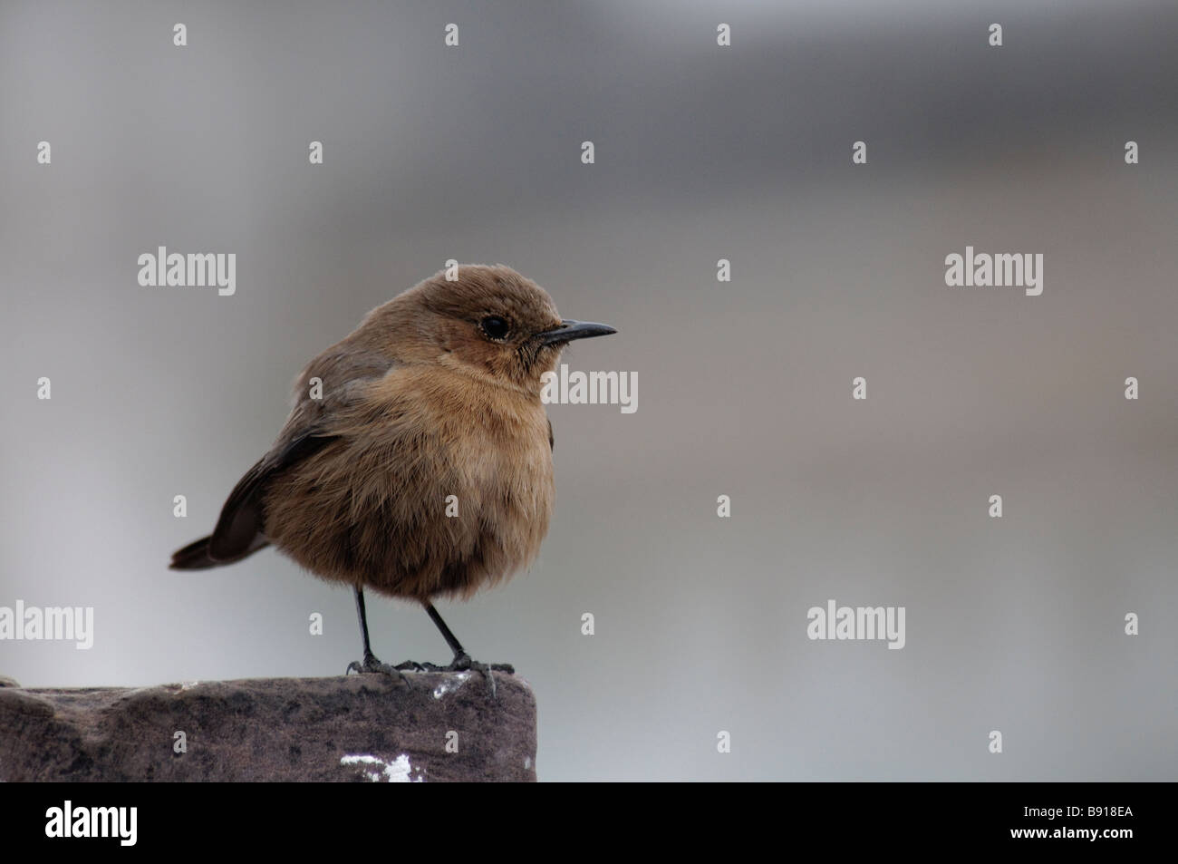 Brown Rock-chat Cercomela fusca sitting on the wall Ranthambore National Park India Stock Photo