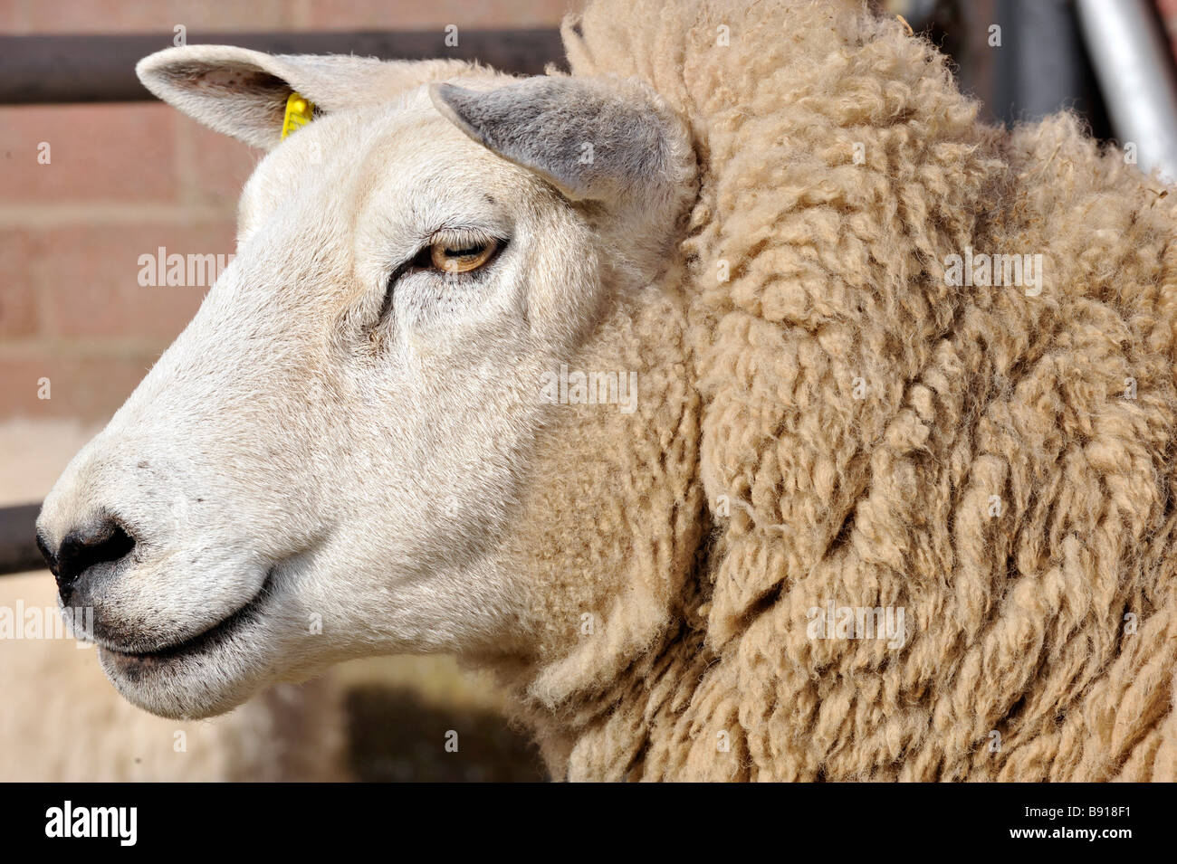 Close up of a Texel ewes head  Stock Photo