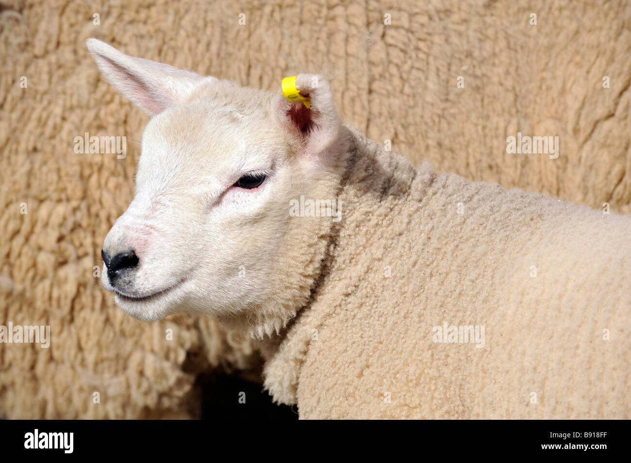 Close up of a Texel lambs head  Stock Photo