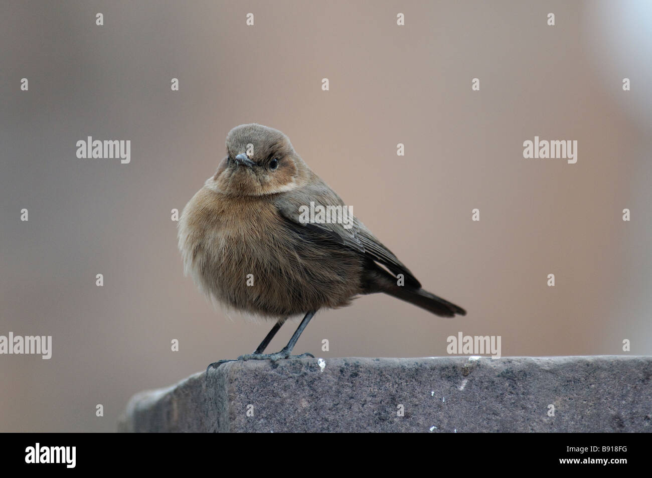 Brown Rock-chat Cercomela fusca sitting on the wall Ranthambore National Park India Stock Photo