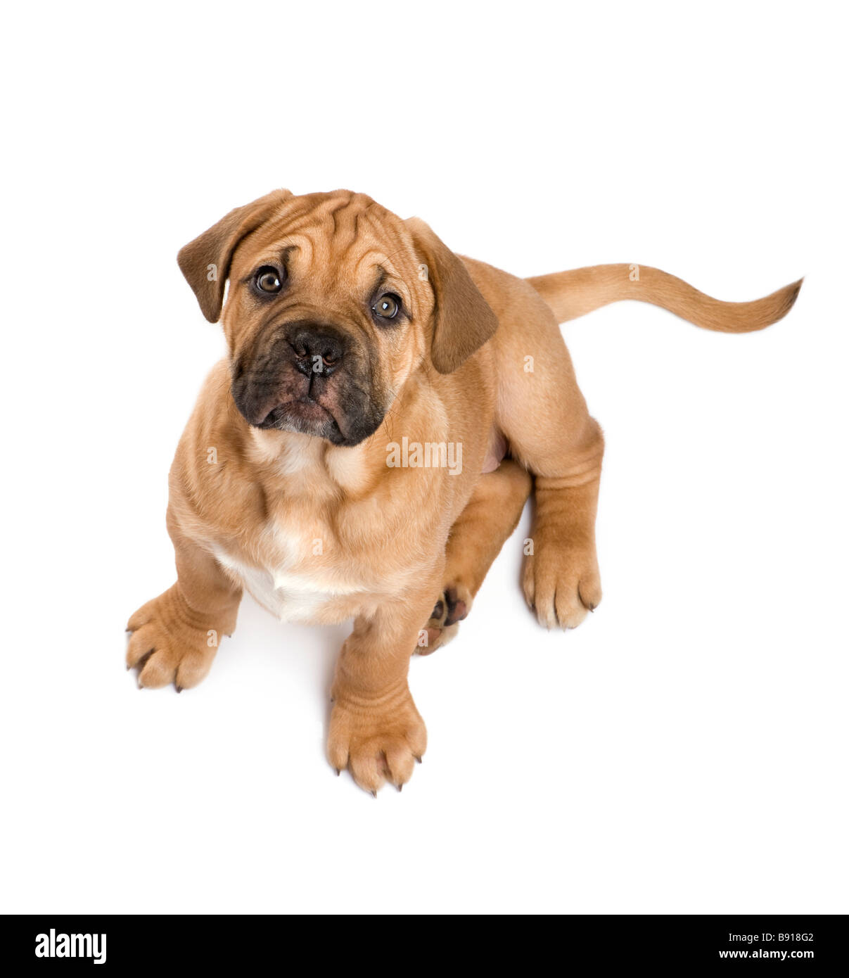 Dogue de Bordeaux puppy 2 months in front of a white background Stock Photo