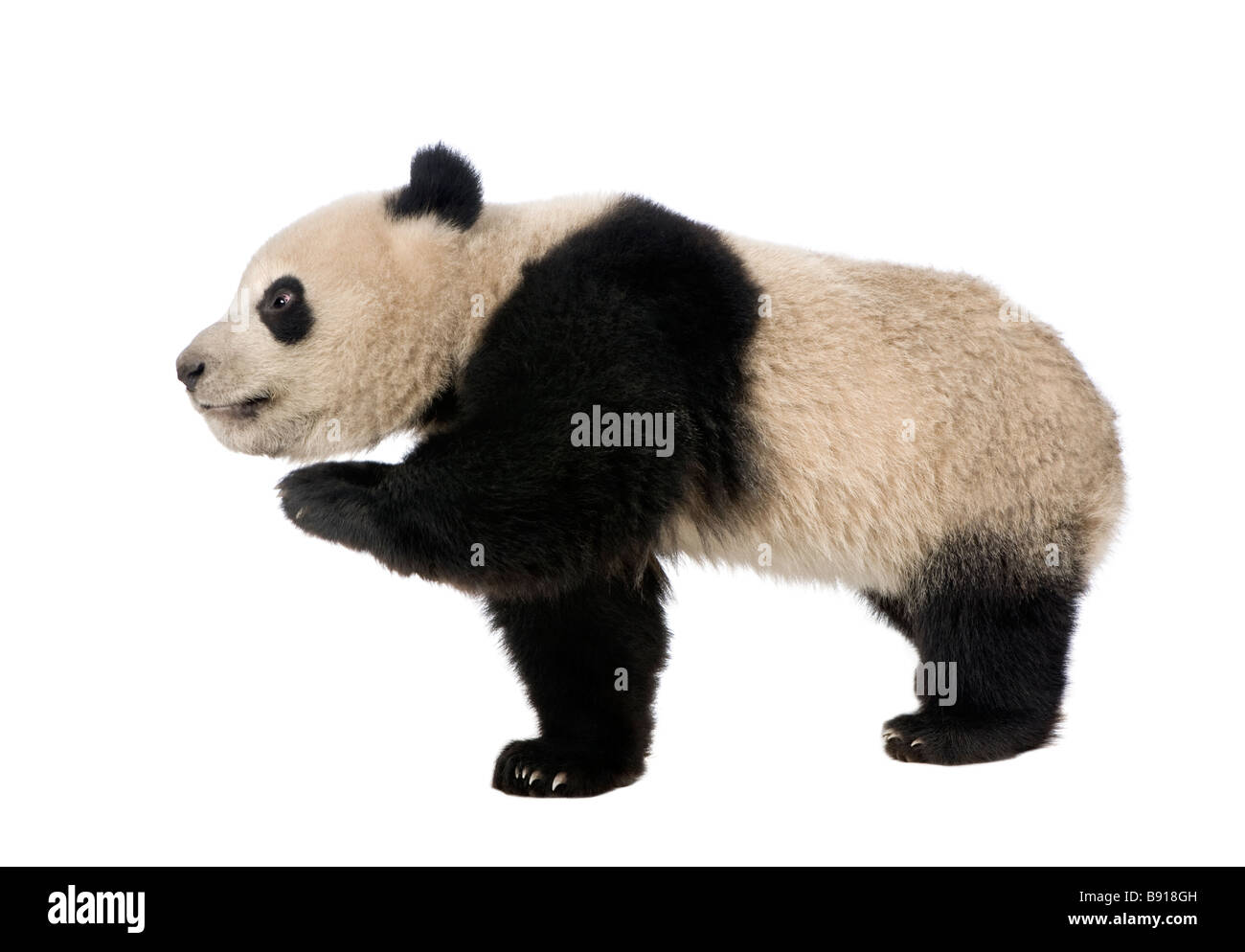 Giant Panda 18 months Ailuropoda melanoleuca in front of a white background Stock Photo