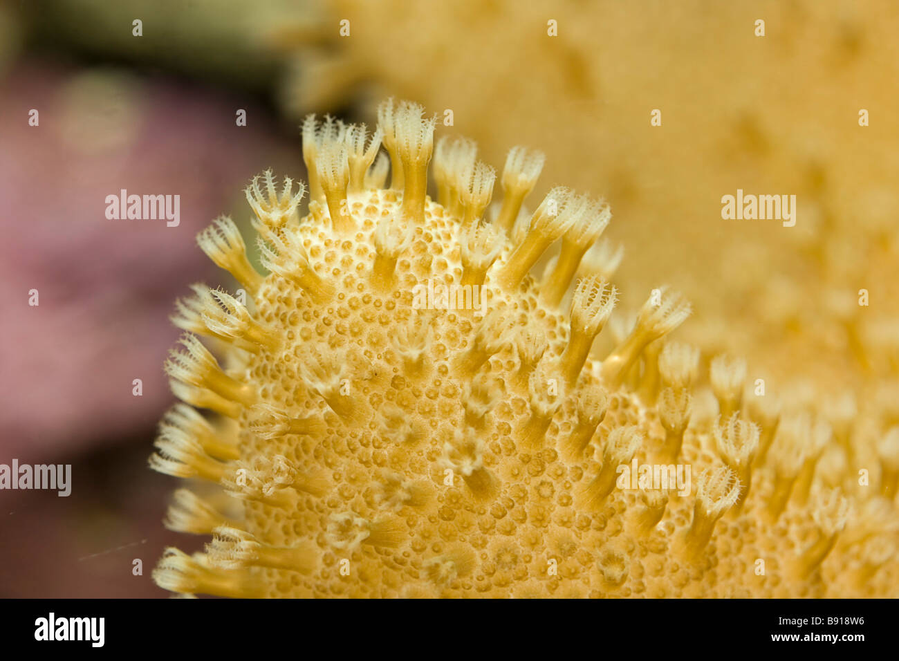 Close-up of polyps on finger leather coral sinularia Stock Photo