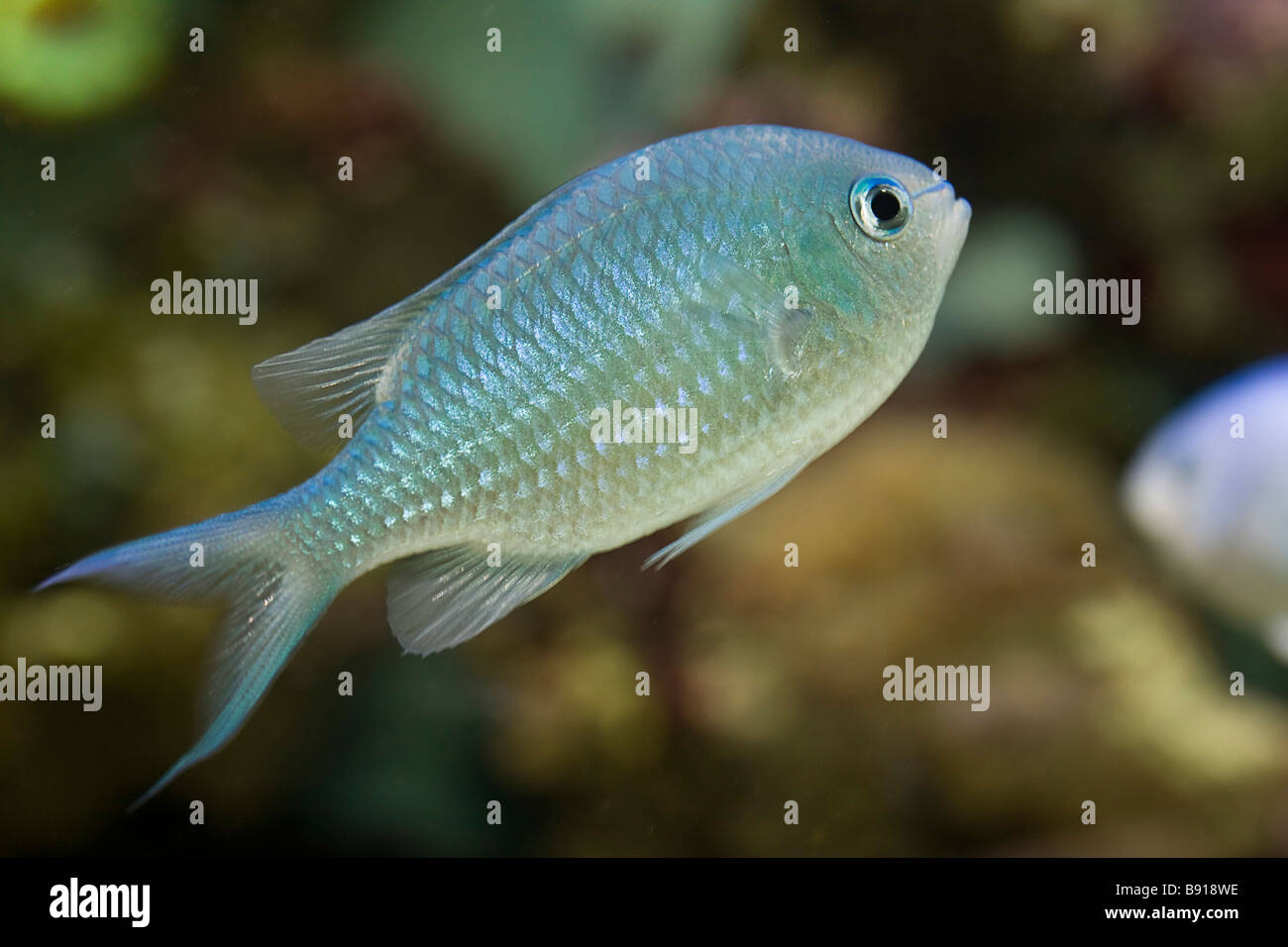 Blue green chromis marine fish Stock Photo