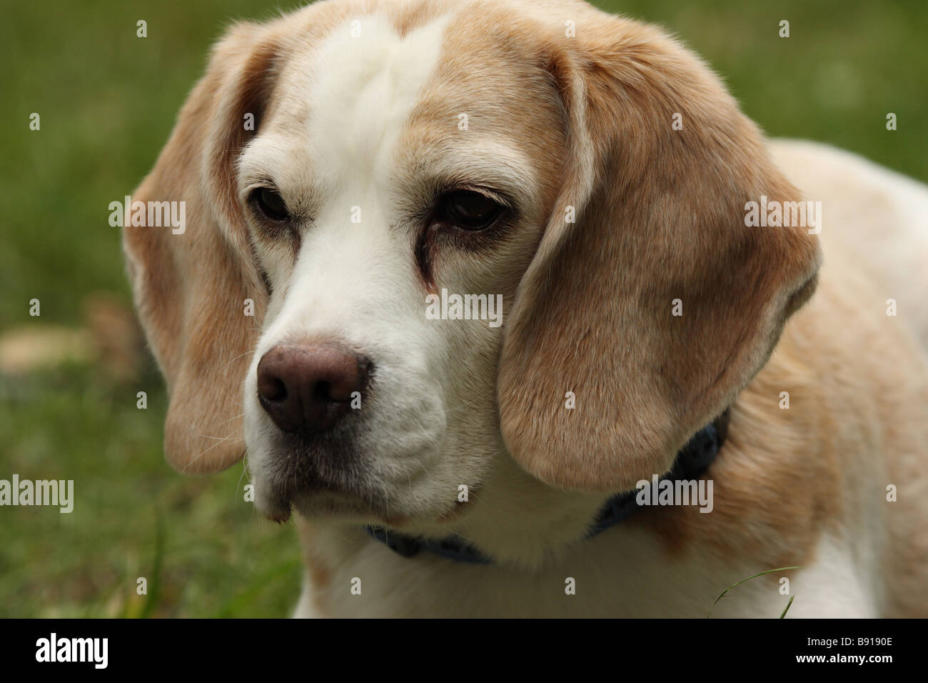beagle looking into camera Stock Photo Alamy