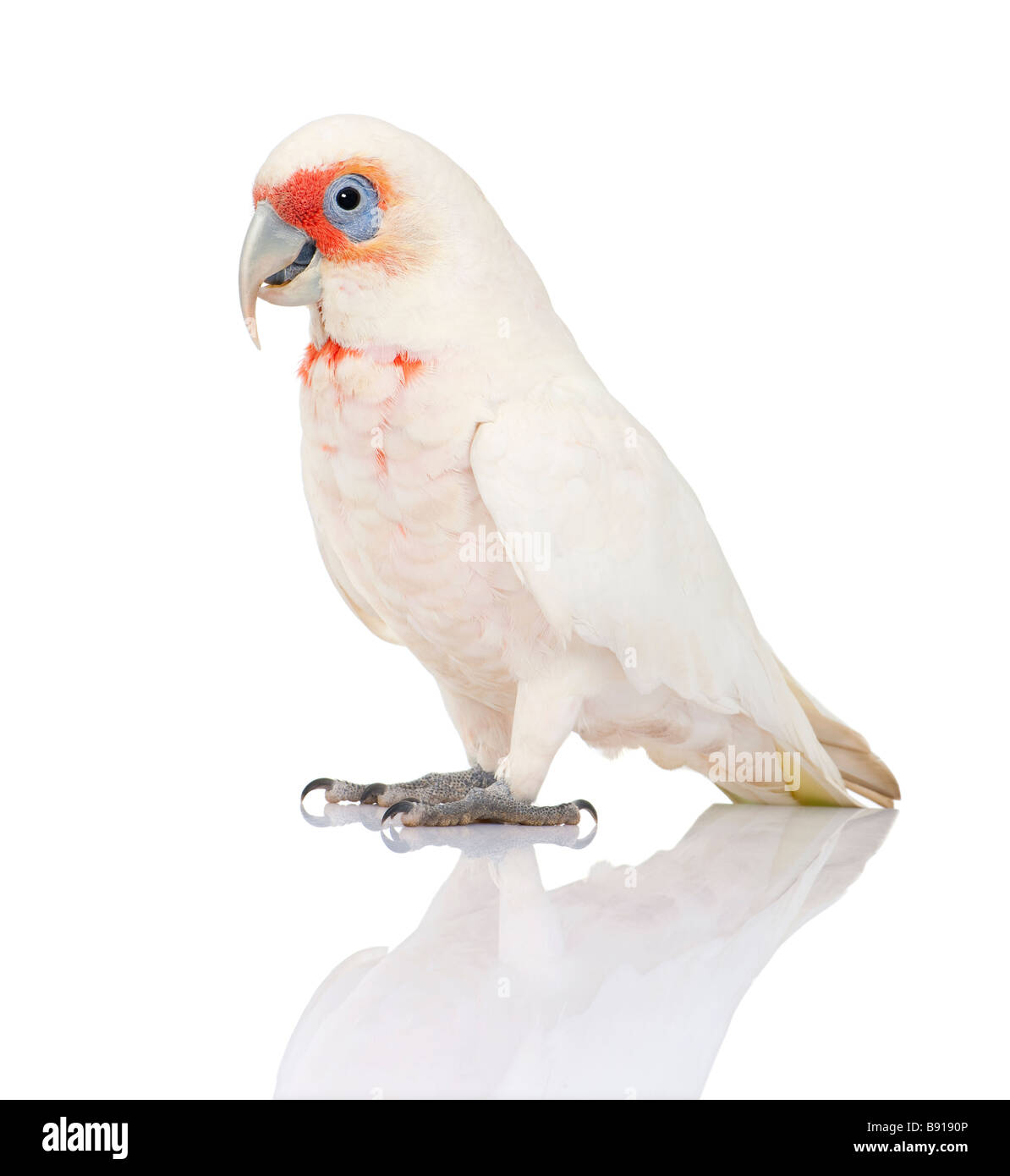 Long-billed Corella - Cacatua tenuirostris in front of a white background. Stock Photo