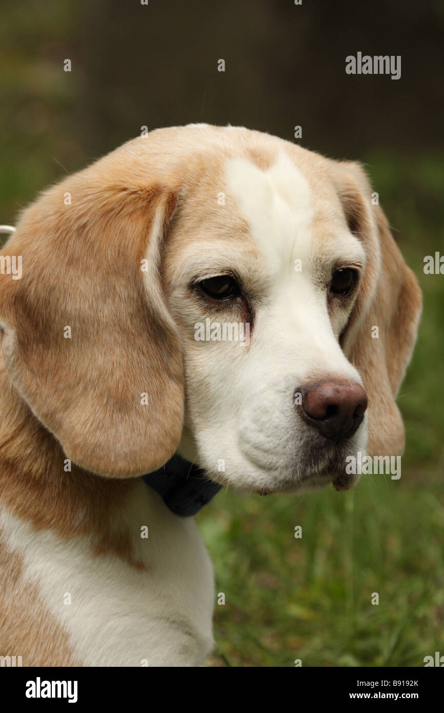beagle looking into camera Stock Photo Alamy