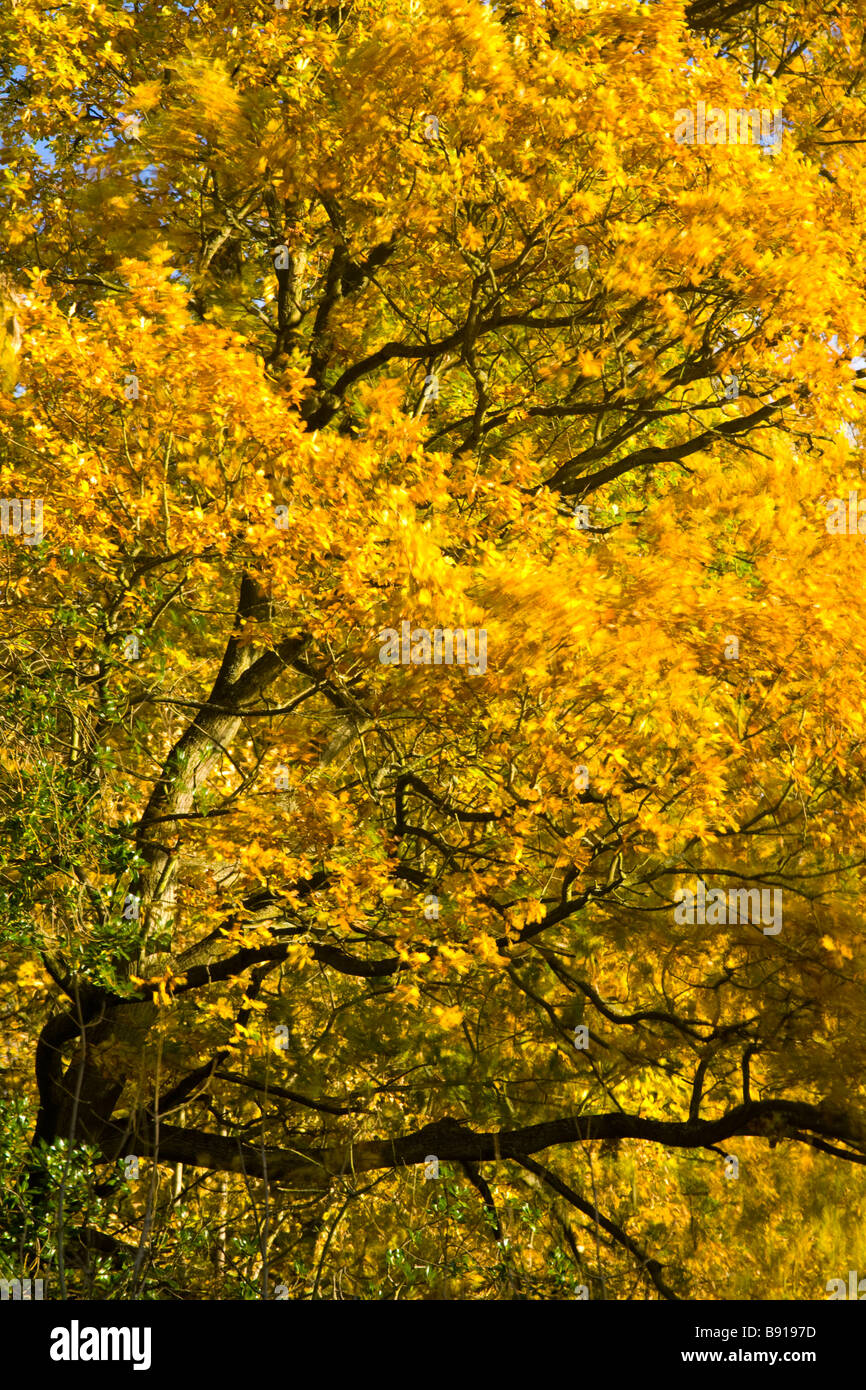 England Tyne Wear Newcastle Upon Tyne The autumn colours of trees in