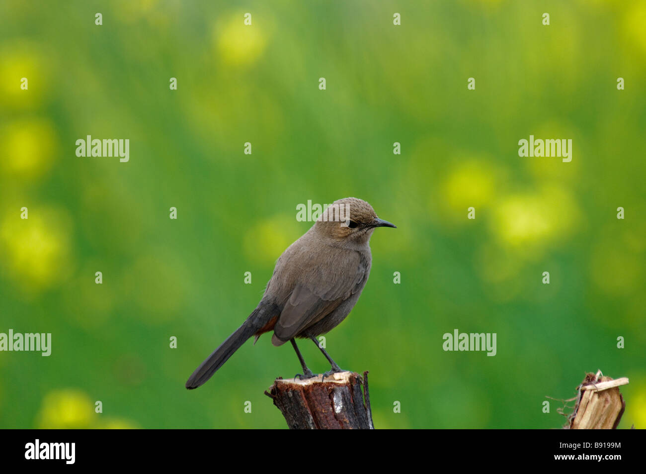 female Indian Robin Saxicoloides fulicata standing on a post in Rajasthan India Stock Photo