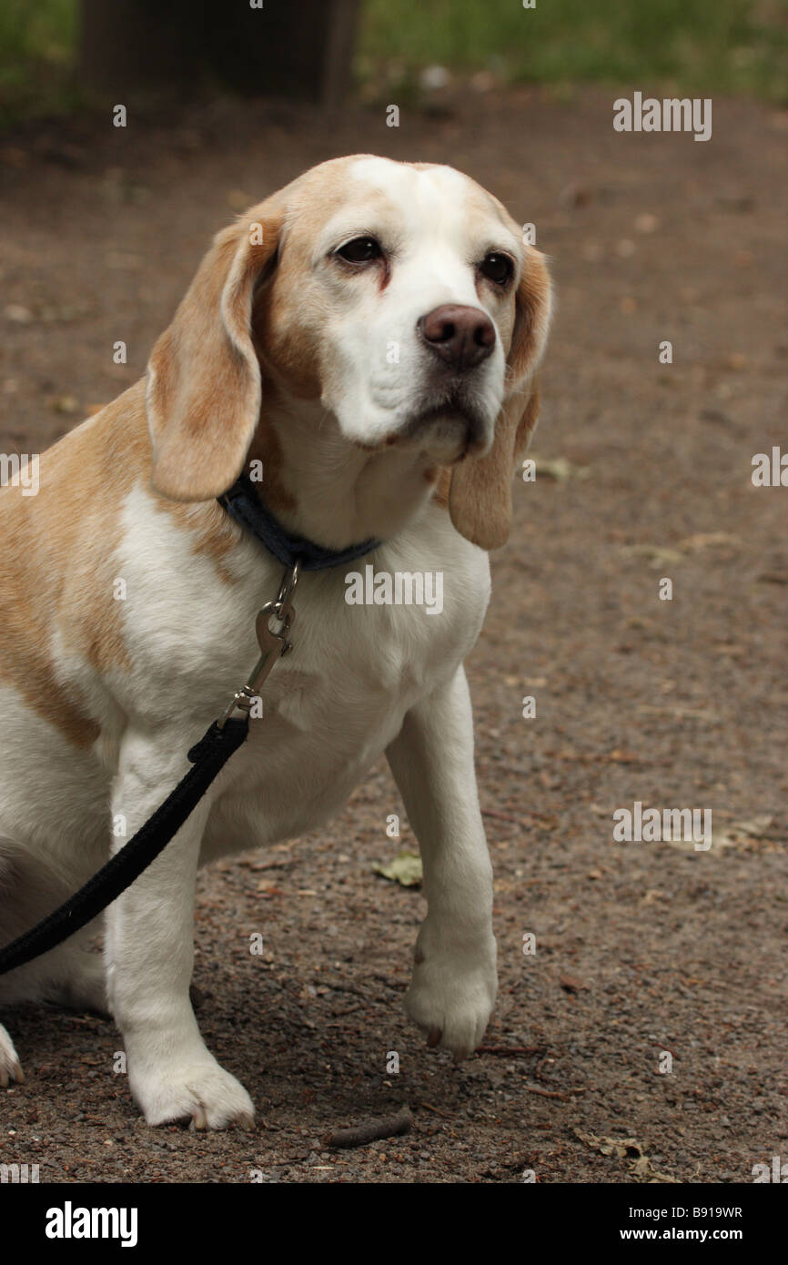 beagle looking into camera Stock Photo Alamy