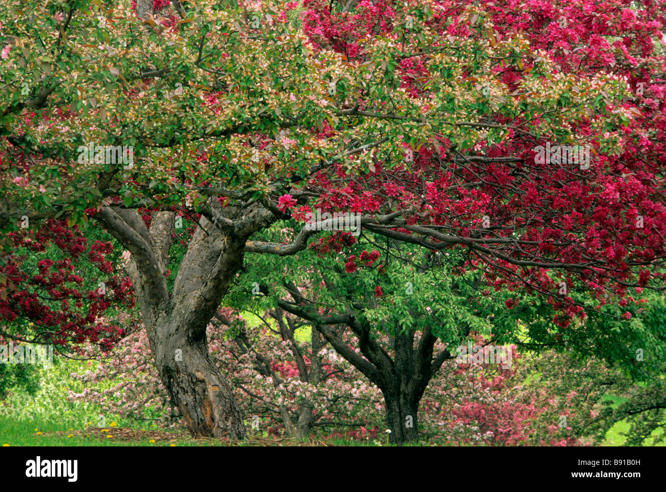 GROVE OF FLOWERING CRABAPPLE TREES AT THE MINNESOTA LANDSCAPE ARBORETUM